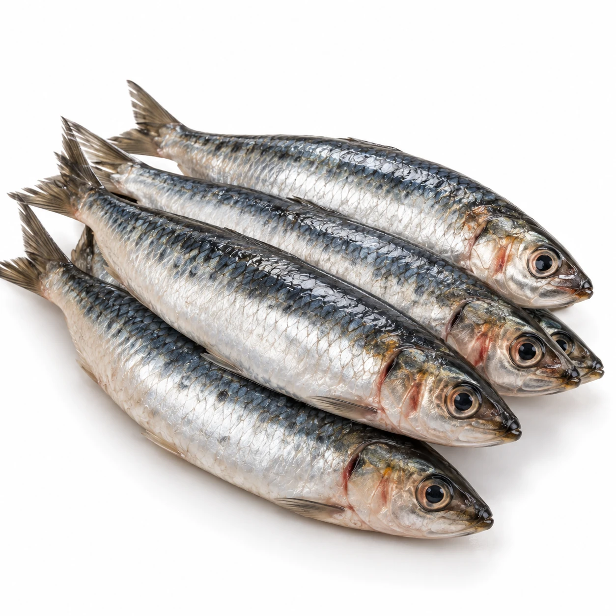 Sardinha Fresca